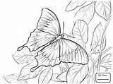 Morpho Borboleta Kupu Ulysses Bunga Montanha Mewarnai Ulisses Farfalle Coloringbay Farfalla Ulisse sketch template