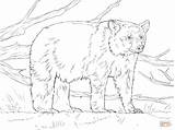 Bear Coloring Pages Realistic American Printable Animal Akita Color Bears Polar Colouring Drawing Panda Embroidery sketch template
