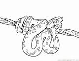 Anaconda Snake Drawing Getdrawings Pages sketch template