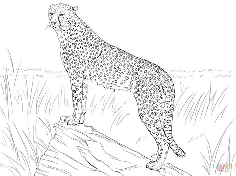 drawing   cheetah standing  top   rock