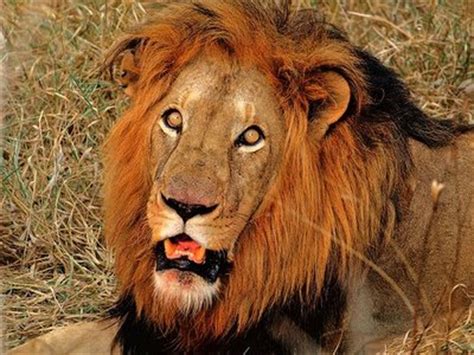 leone sudafrica animali