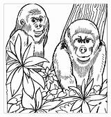 Dschungeltiere Ausmalbilder Dschungel Malvorlagen Affe sketch template