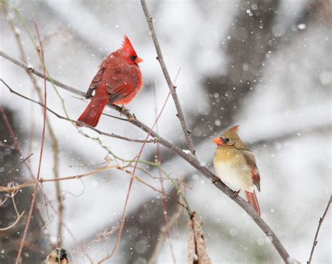 cardinals   snow birds  blooms