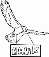 Hawk Coloring Pages Printable Hawks Supercoloring Printables Red Tailed sketch template