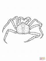 Crab Krab Crabe Kolorowanki Crustacean Dzieci Sebastian Designlooter Colorier Tablets Compatible Android sketch template