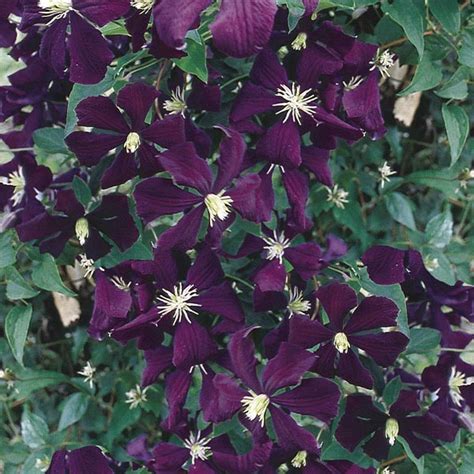 Small Flowered Clematis Clematis Viticella My Garden Life