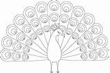 Peacock Webstockreview sketch template