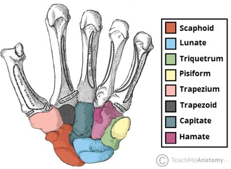 bones   hand carpals metacarpals phalanges teachmeanatomy