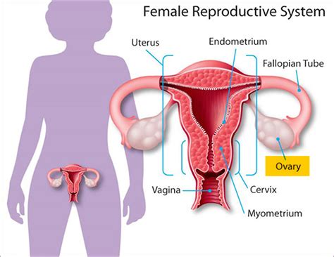 ovaries function location hormones produced what