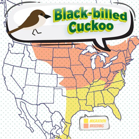 black billed cuckoo bird watching academy