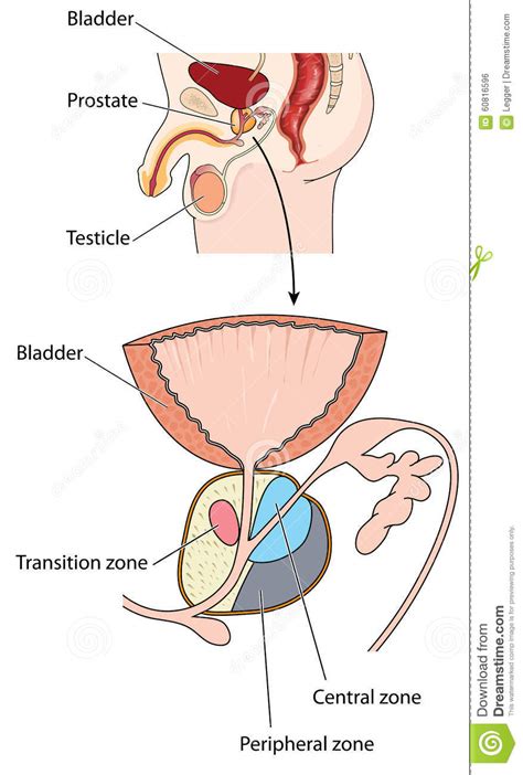 anatomy of the prostate gland stock vector illustration of biology