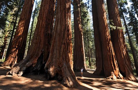 los árboles milenarios del bosque nacional sequoia en california