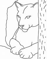 Cougar Puma Pumas Ausmalbild Salvajes ähnliche sketch template