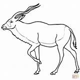 Addax Antilope Antelope Ausmalbild Antelopes Pronghorn Woodland Kategorien sketch template