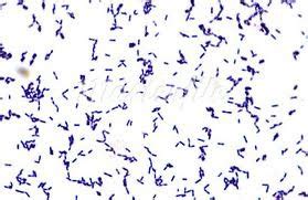 gram positive bacteria  flashcards quizlet