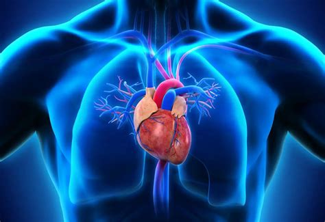 heart located   human body   science