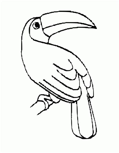 rainforest birds coloring pages