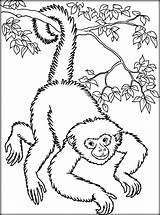 Coloriage Singe Primate sketch template