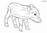 Pig Wild Coloring Boar Piglet Pages Animals Printable Pigs sketch template