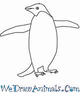 Penguin Adelie Coloring Drawings 74kb 350px sketch template