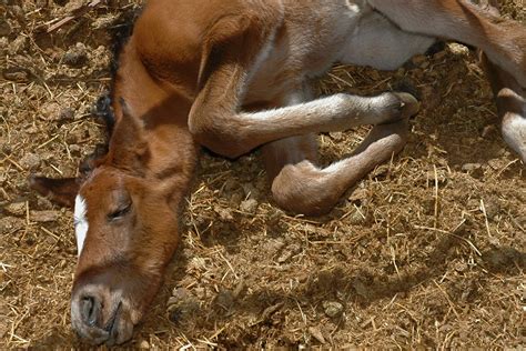 dysmature foal  horses symptoms  diagnosis treatment