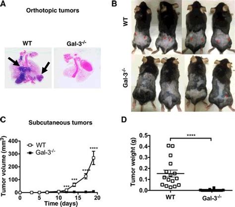 an orally active galectin 3 antagonist inhibits lung adenocarcinoma