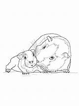 Guinea Pig Coloring Baby Pages Mother Printable Color Print Colouring Books Colorluna Choose Board Popular sketch template