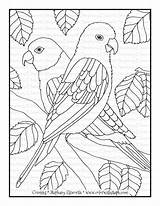 Coloring Sun Conures Pages South American Conure Steph Color sketch template
