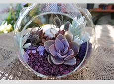 Succulent Terrarium Kit Pretty in PurpleDIY by SucculentsAndMore1