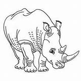Rhinoceros Coloring Pages Kids Drawing Getdrawings Rhino Videos Getcolorings sketch template