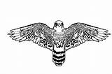 Falcon Coloring Pages Bird Wings Peregrine Widening Spread Netart Template sketch template