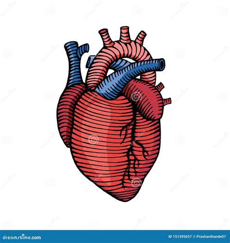 hand drawn human heart drawing illustration  colors stock