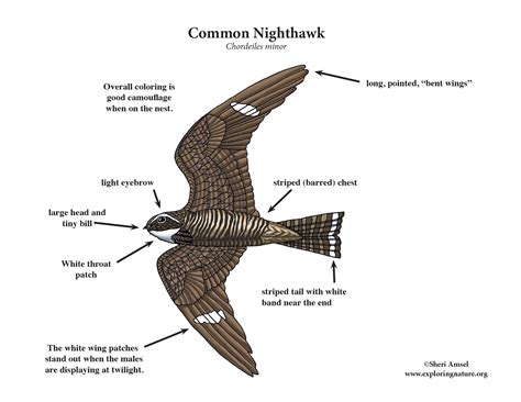 nighthawk common