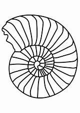 Ammonite Ammonit Ausmalbild Coloriage Schelp Ausmalen Muscheln Ausdrucken Zeichnung Muschel Molusco Colorare Mollusco Fossilien Ausmalbilder Mollusque Schulbilder Mollusc Weichtier Ammoniet sketch template