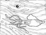 Wal Tintenfisch Kleiner Malvorlage sketch template