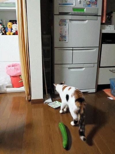 cucumber find and share on giphy