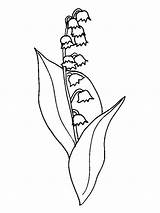 Lily Valley Coloring Pages Getcolorings sketch template
