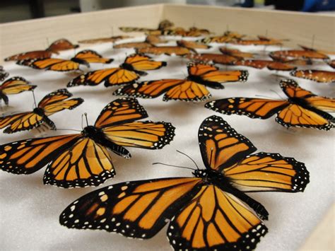 monarch butterfly wings  migration