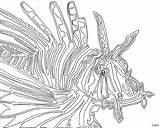 Coloring Lionfish Line Continuous Fish Lion Drawing Clipart Library Pages Contour Template Getdrawings Getcolorings Sketch sketch template