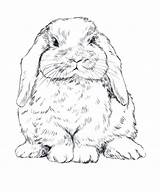 Eared Bunny Lop sketch template