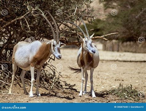 antelope  arabian oryx oryx leucoryx stock photo image  israel biblical