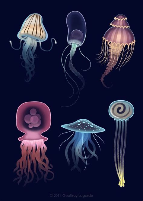 pin  lucian  animals jellyfish drawing jellyfish illustration