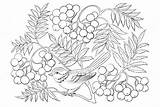 Coloring Pages Viburnum Getdrawings Rowan Tree Drawing Coloringtop sketch template
