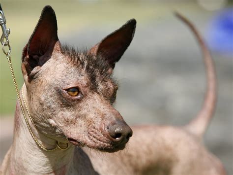 introduction  mexican dog breeds  xoloitzcuintli  chihuahua