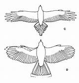 Eagle Wedge Tailed Coloring Size Ever Largest Haast Male Lived Designlooter 71kb Brathwaite 1992 sketch template