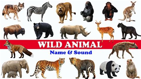 wild animals   sound wild animals   english learn