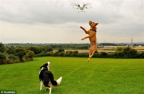 whitehall dog rescue centre owner   wear  dogs   quadcopter daily mail
