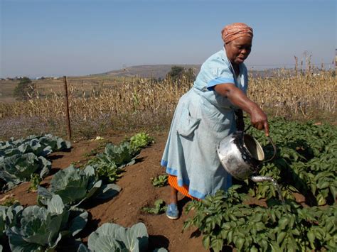 south africa increasing climate resilience  small scale farmers