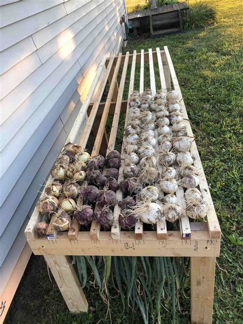 grow onions  seed  sets  harvest homestead  chill