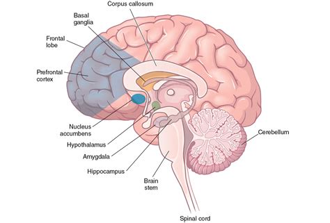 Illustration Of The Structures That Compose The Limbic